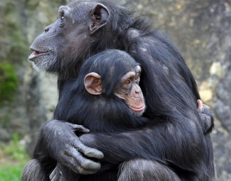 A mother chimpanzee embraces her infant. Unlike women, female chimps remain fertile throughout adulthood. Photo by Getty Images.